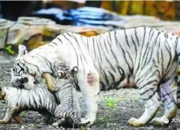 国产白虎一区,探寻东方武侠的传奇魅力