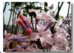 国产丁香网,探索中医药文化的瑰宝与传承