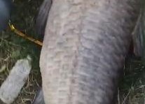 青鱼视频在线观看国产