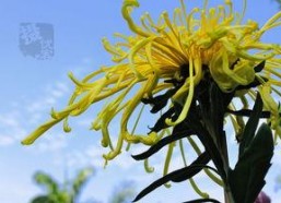 国产爆菊花,绽放民族特色的创新之花